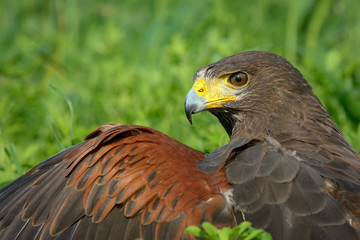 Harris Hawk