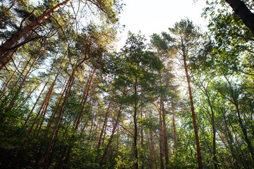 Fototapeta premium forest trees nature green wood sunlight backgrounds