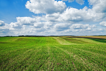 Green grass under blue sky