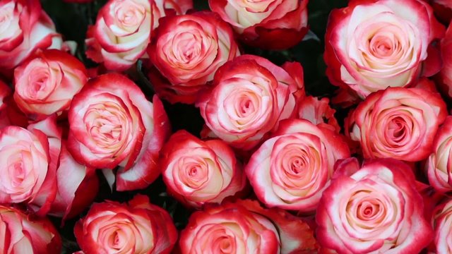 Close-up bright bunch of freshly cut big beautiful motley roses