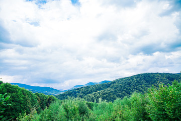 Fototapeta premium Pine tree forest