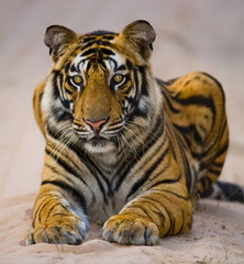 Portrait of a Bengal tiger. India.