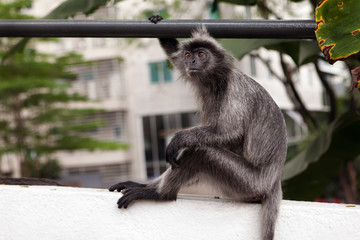 Monkey sitting in the City