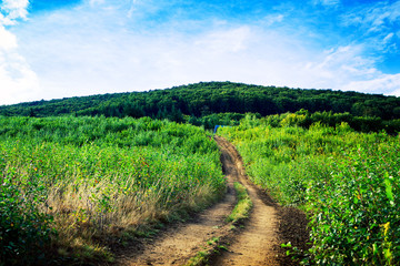 Obraz premium Pine tree forest