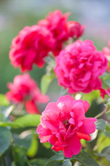 Beautiful Roses on natural background