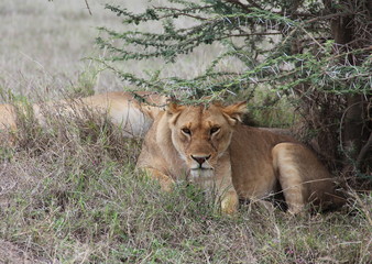 lion resting, Tanzania