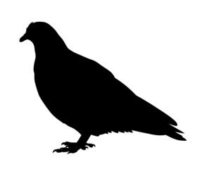 Dove