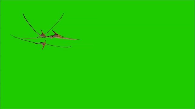 Pteranodon Movie