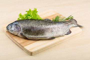 Raw fresh trout