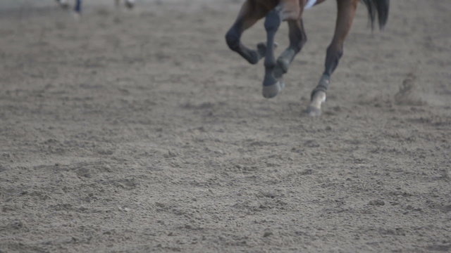 the horse runs gallop, slow motion 240,close-up of the hoof
