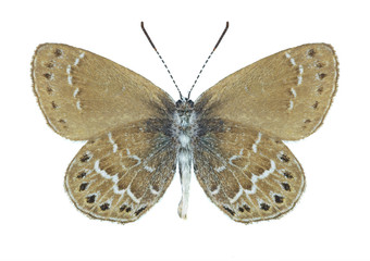 Naklejka na ściany i meble Butterfly Neolycaena sinensis (underside)