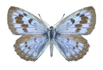 Butterfly Phengaris arionides