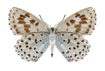 Butterfly Phengaris arionides (underside)