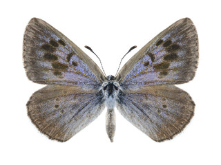 Fototapeta na wymiar Butterfly Phengaris arion