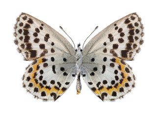 Fototapeta na wymiar Butterfly Scolitantides orion (female) (underside)