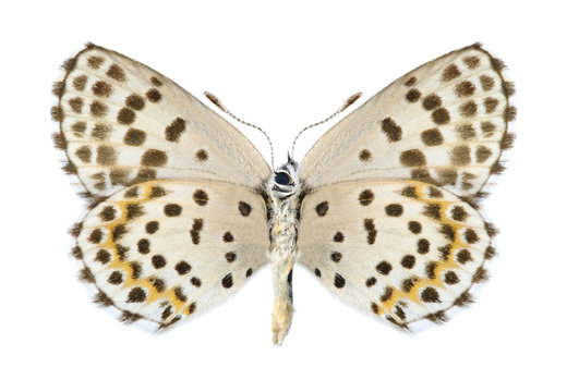 Butterfly Scolitantides orion (male) (underside)