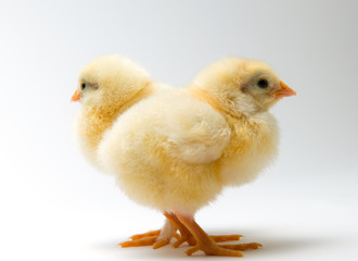 little chicks in front of bright background