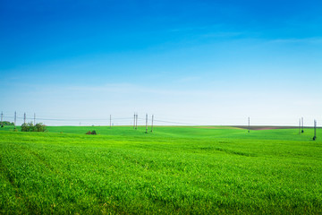 Green grass under blue sky