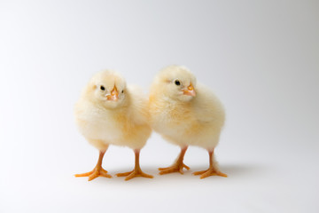 little chicks in front of bright background