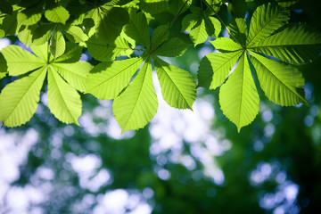 green leaves with sun