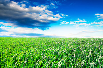 Green grass under blue sky