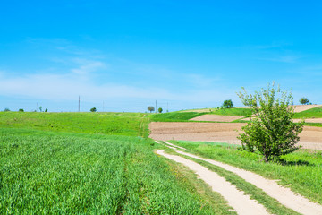 Beautiful spring field with the blue sky