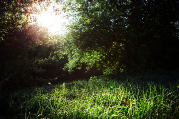 beautiful green forest