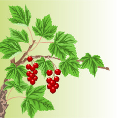 Twig with red currant  vector