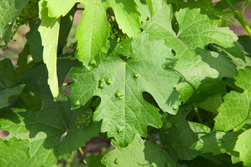 Sick vine leaf © DrTI
