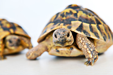 turtle in front of white background