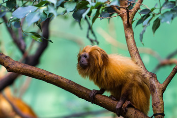 lion monkey