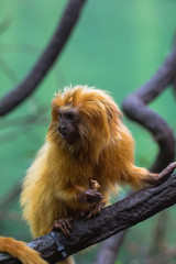 Fototapeta premium lion monkey