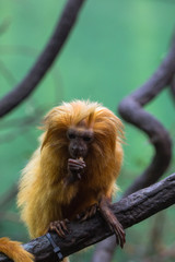 lion monkey