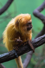 lion monkey