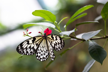 Idea leuconoe butterfly