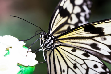 Idea leuconoe butterfly