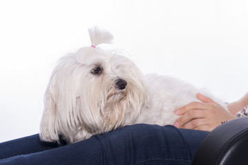 Mascota y su dueña.