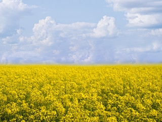 flowering field of colza in spring