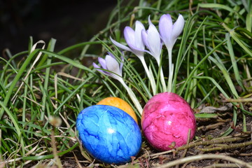 Ostereier und Krokus