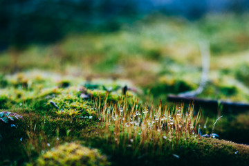  Beautiful green spring background with moss and dew drops