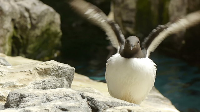 Common murre flaps its wings