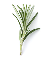 rosemary herb spice leaves isolated on white background cutout