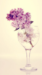 Lilac branch in a glass.