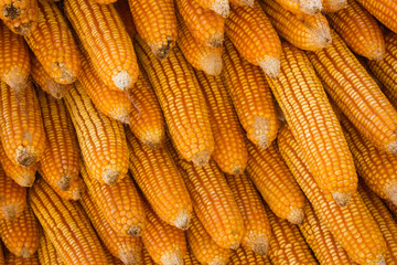 Dried corn