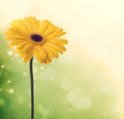 Yellow gerbera