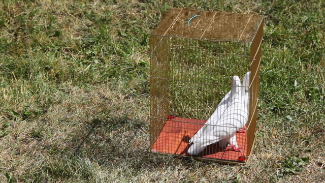 two white pigeons go in small cage on grass