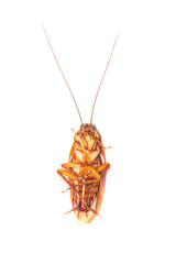 cockroach isolated