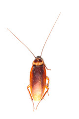 cockroach isolated
