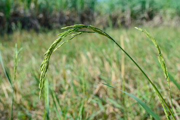 Rice spike in the paddy field.