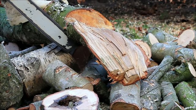 worker with gas chain saw, cutting, sawing wood for firewood